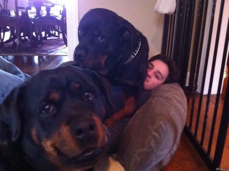 A man sitting on the couch with a Rottweiler lying on top of him and beside him
