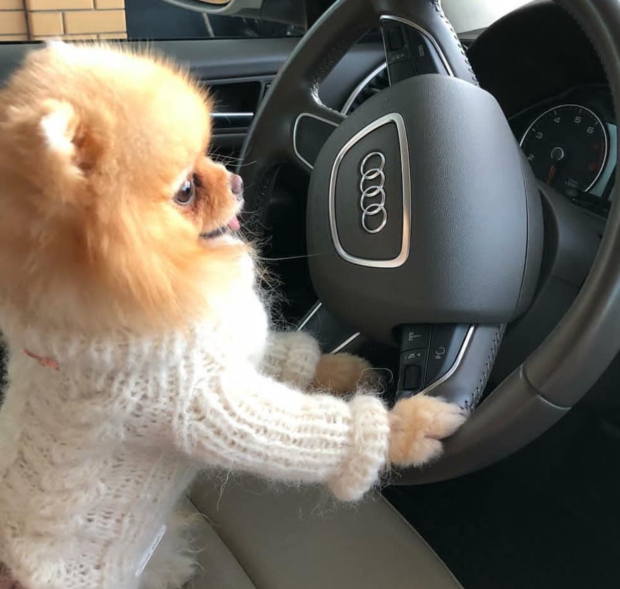Pomeranian in the driver's seat on the steering wheel