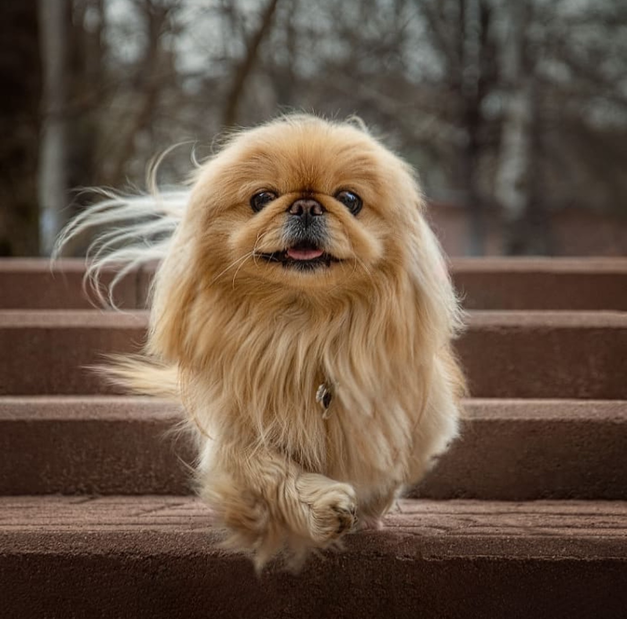 A Pekingese walking in the stairway at the park while smiling