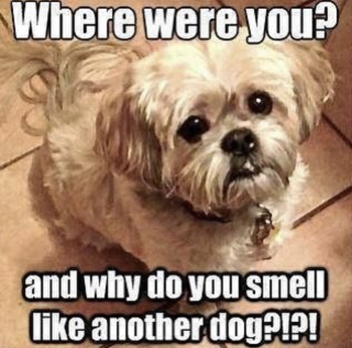 Shih Tzu sitting on the floor while looking up with its sad eyes photo with a text 
