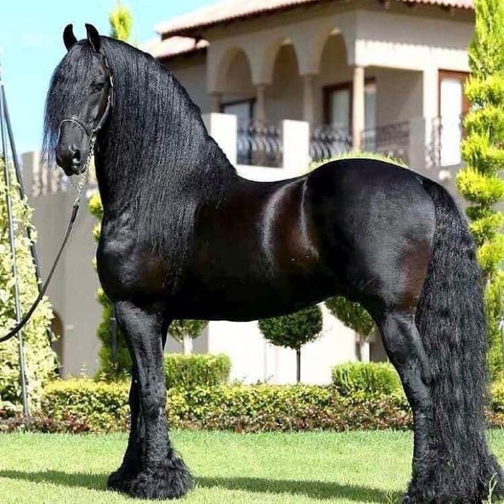 Black horse with long hair