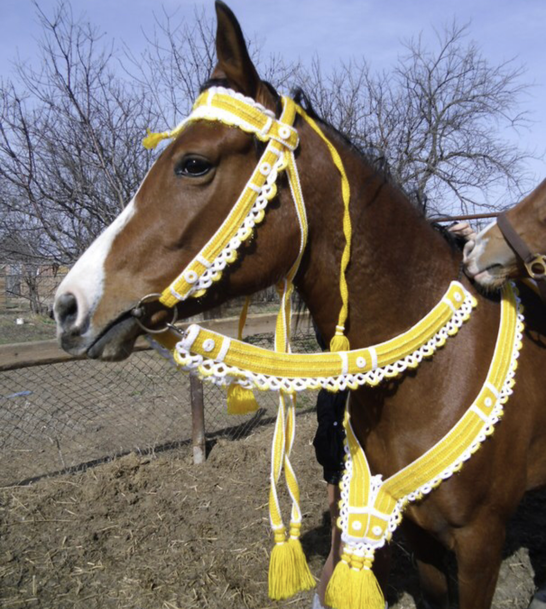 A horse wearing a yellow lead