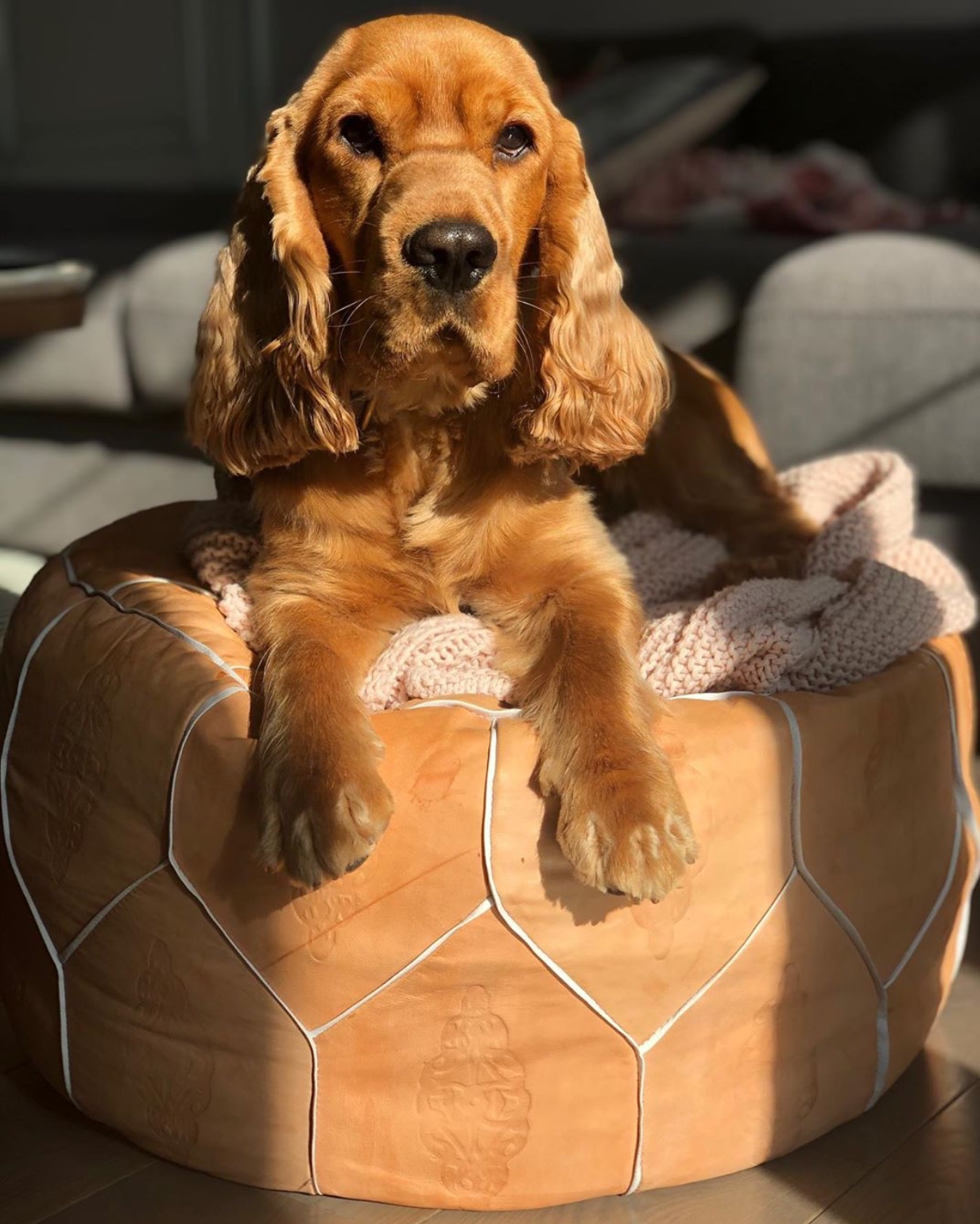 A Cocker Spaniel lying on top of the round chair with sunlight on its face