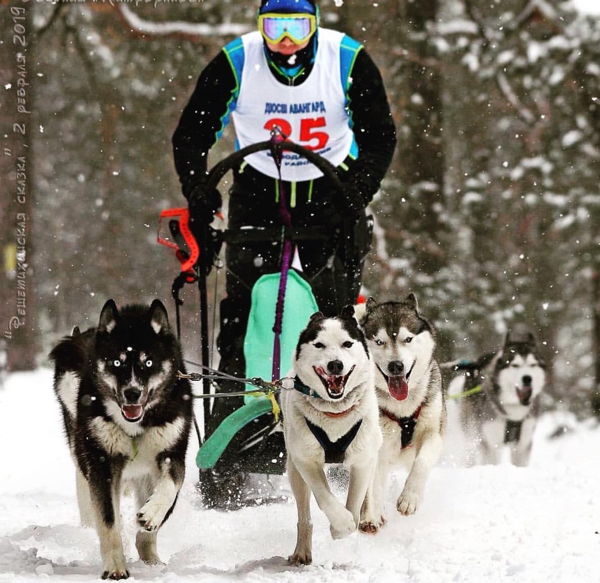 four Huskies pulling the sled of a man during winter in the forest