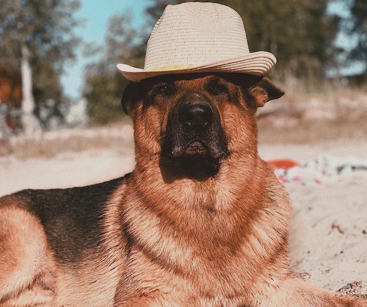 A German Shepherd lying in the sand while wearing a hat