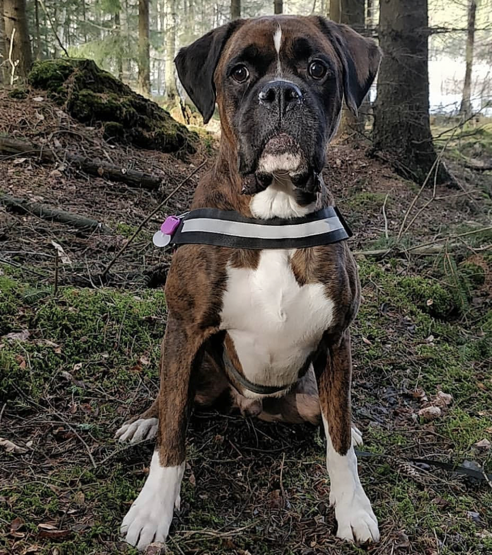 Rotxer sitting on the ground in the middle of the forest