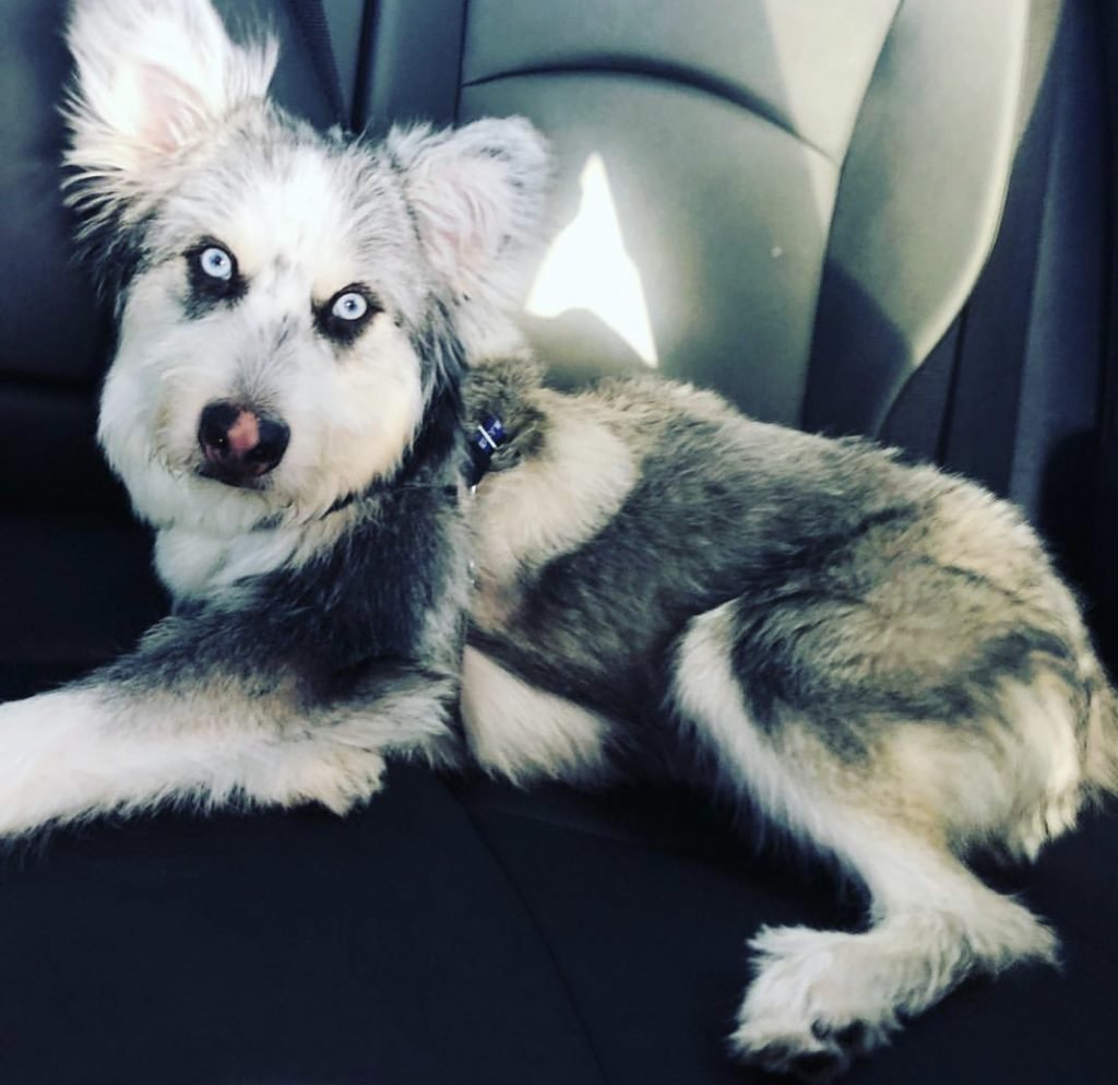 husky mixed with shih tzu