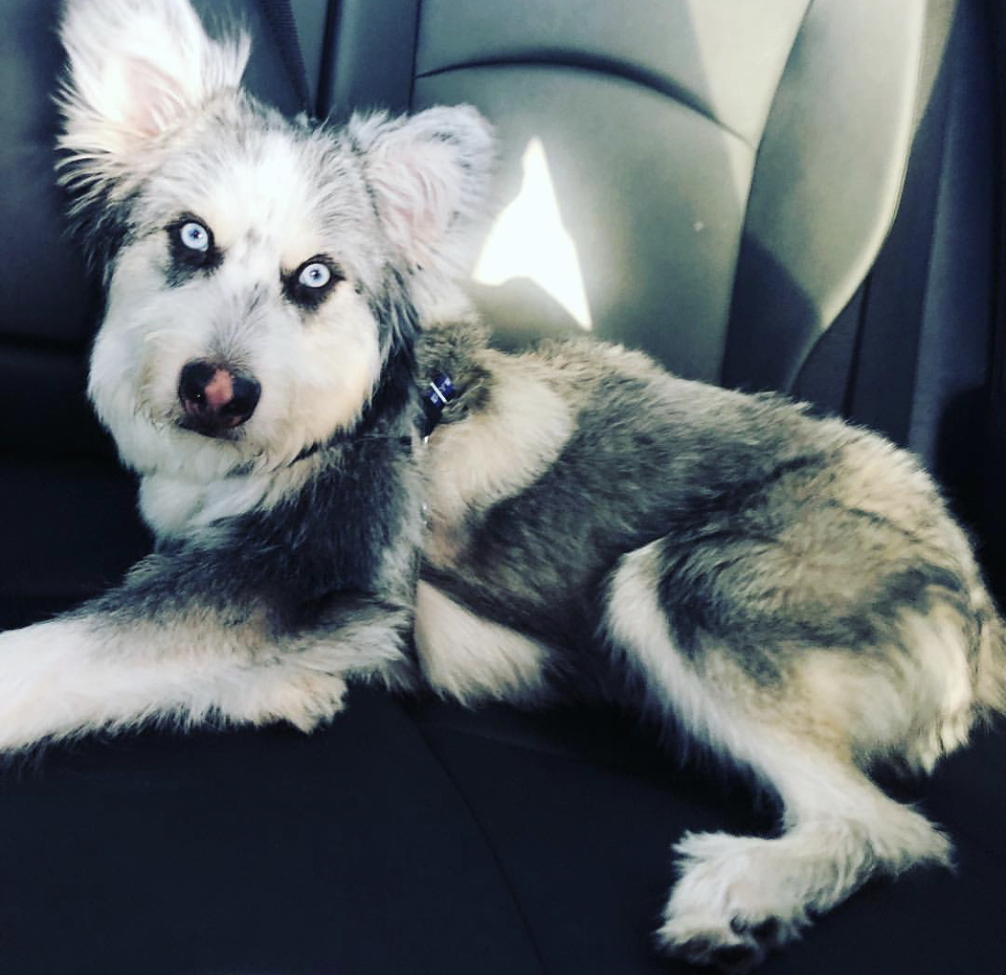 A Shih Husky lying in the backseat