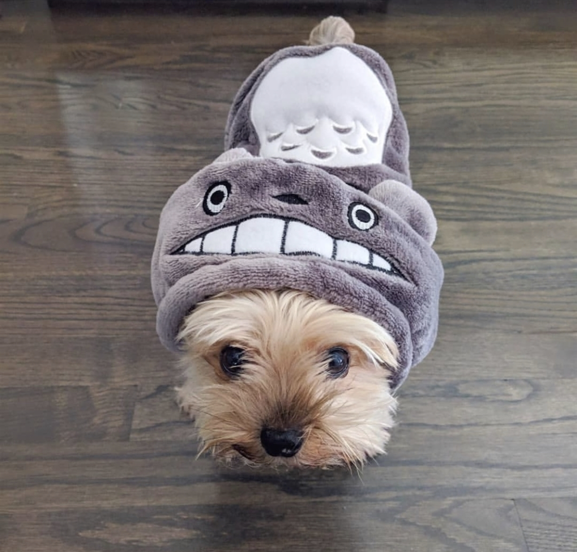 Yorkshire Terrier in totoro costume