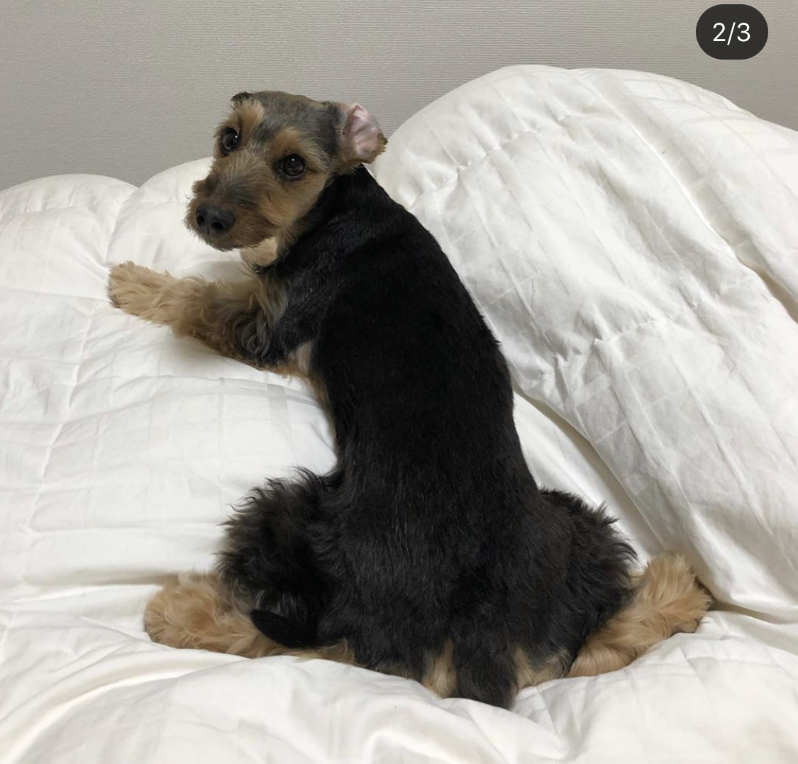 A Yorkshund sitting on the bed