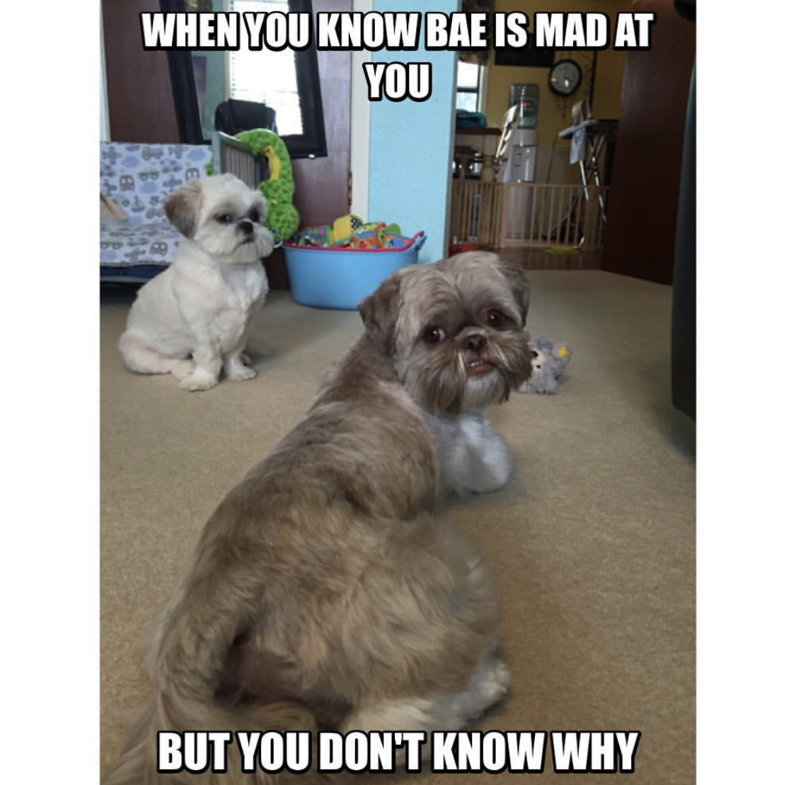 Shih Tzu lying down on the floor while looking back with its angry face while another Shih Tzu is sitting behind frowning photo with a text 