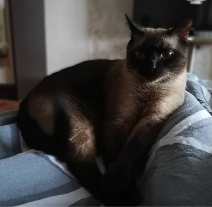 Siamese Cat sitting on top of the bed