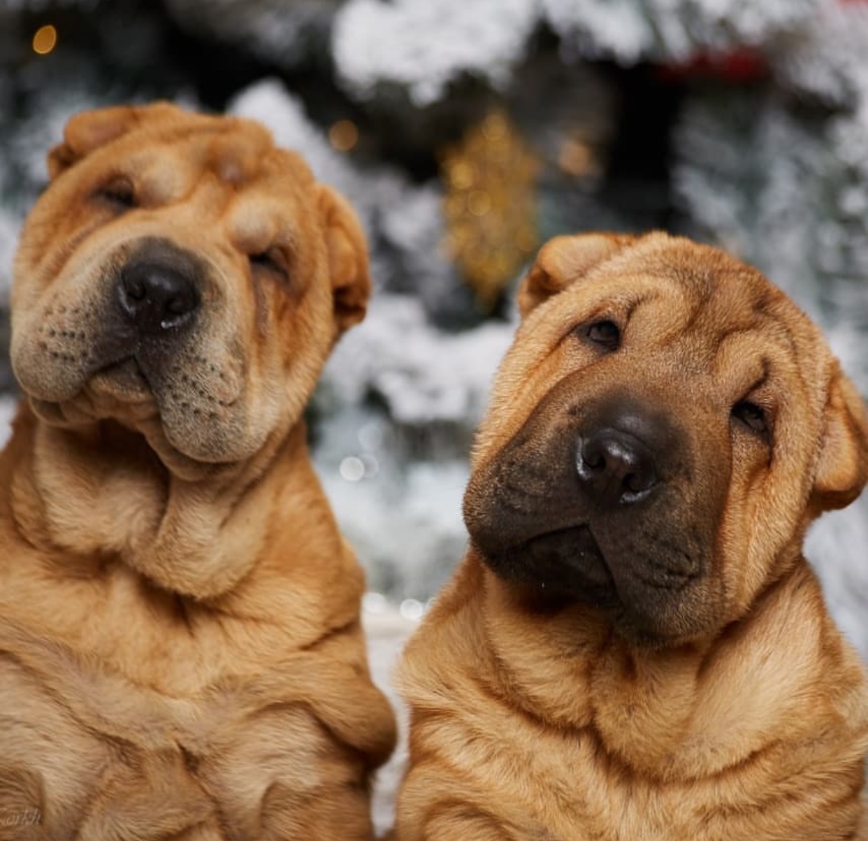 two Shar-Pei puppies outdoors in snow
