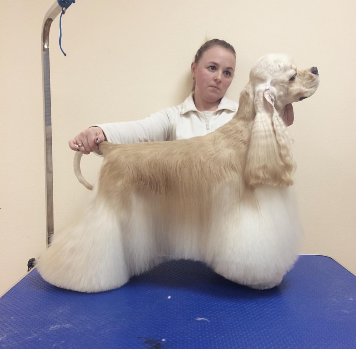 a cream Cocker Spaniel with a beautiful hairstyle standing on top of the table with a groomer fixing her behind