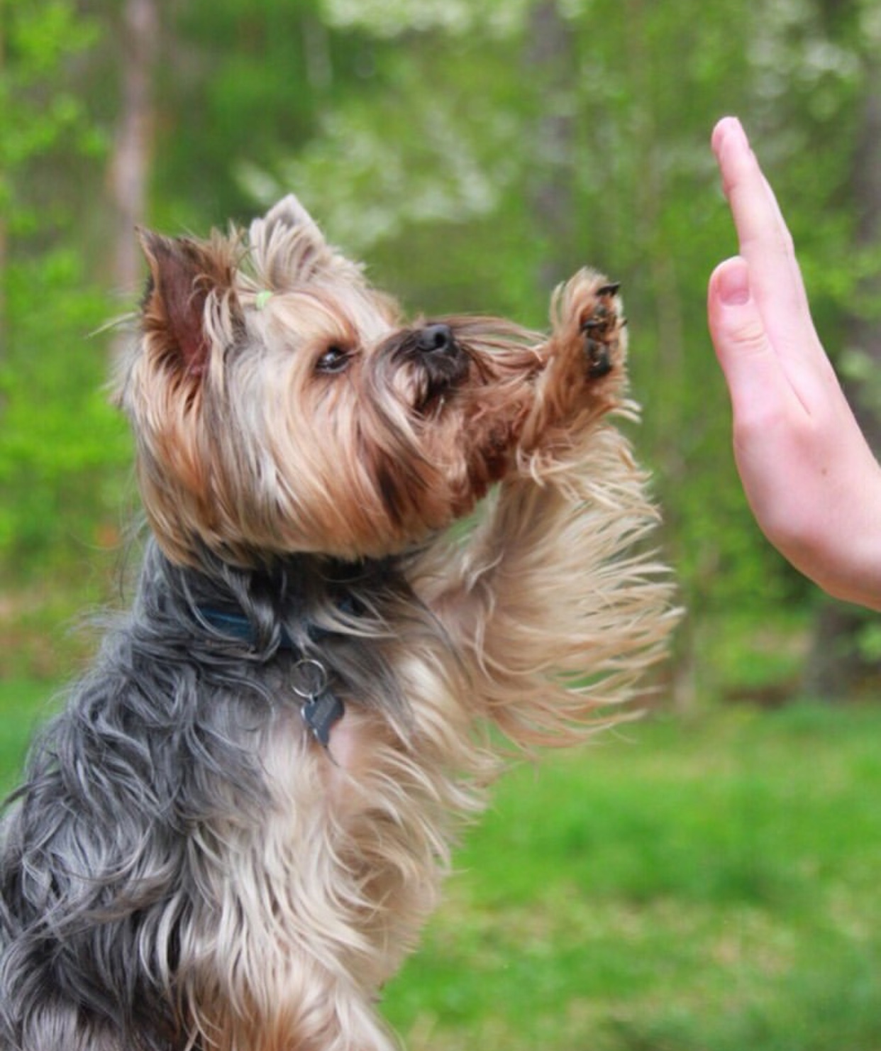 A Yorkshire Terrier giving a high-five