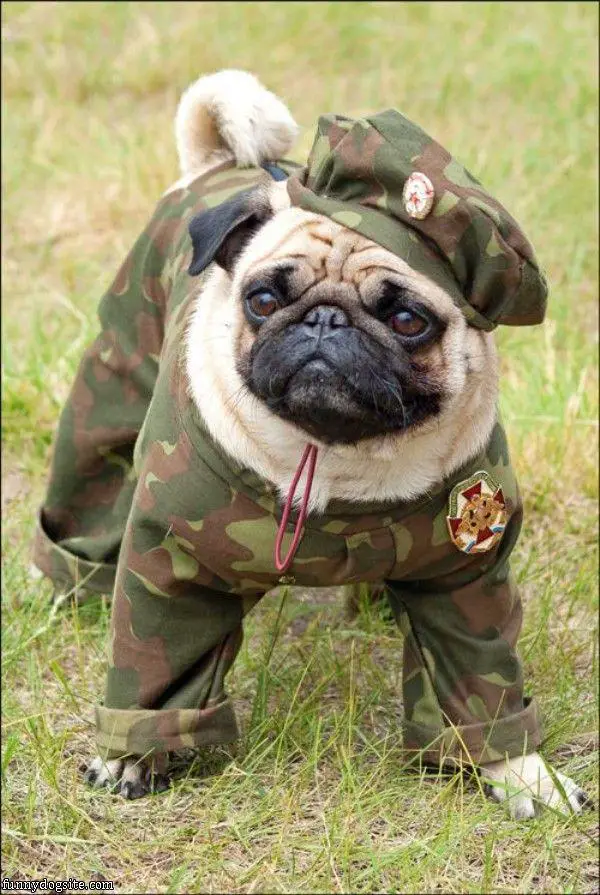A Pug in its army costume while standing on the grass