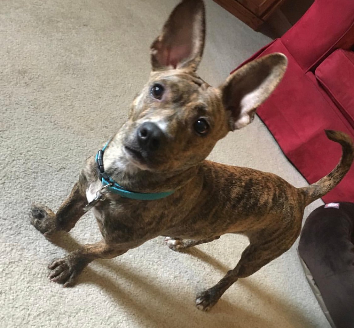 A Bullshund standing on the floor with its curious face