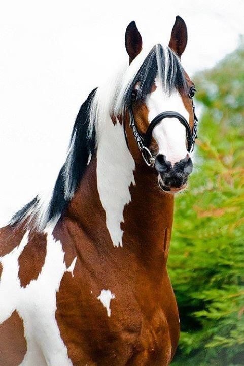 Brown and white horse