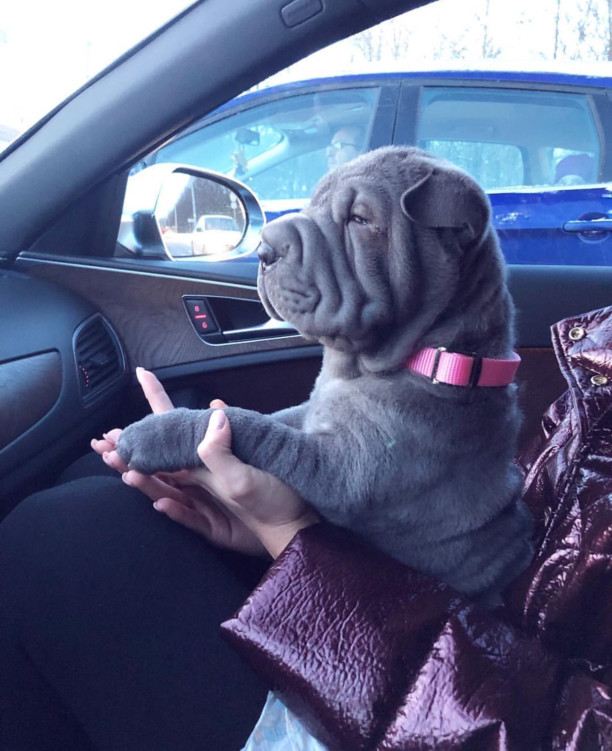 A Shar-Pei puppy sitting on the lap of a woman sitting in the passenger seat inside the car