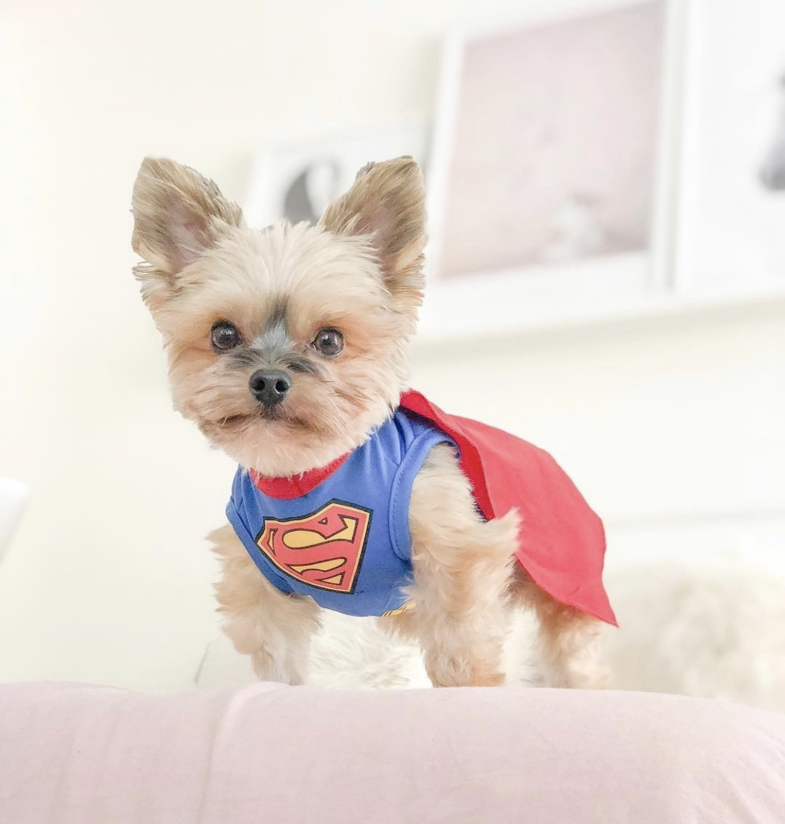 Yorkshire Terrier in superman outfit