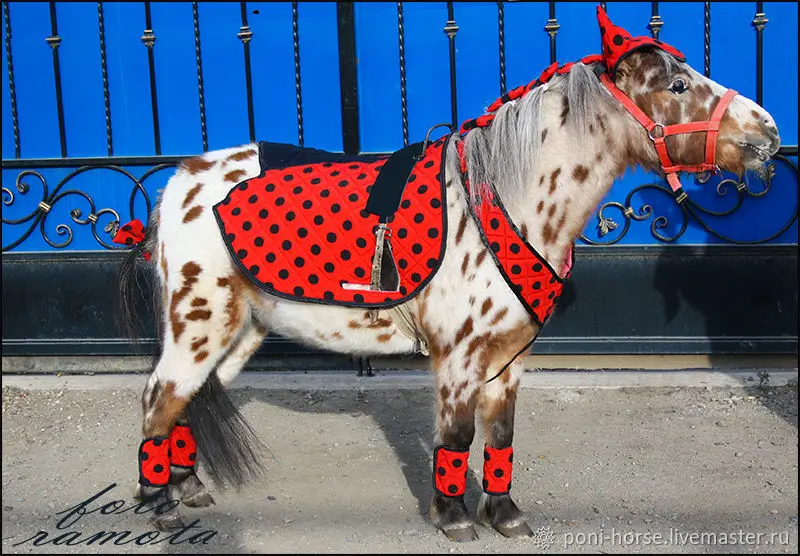A Horse in ladybug outfit