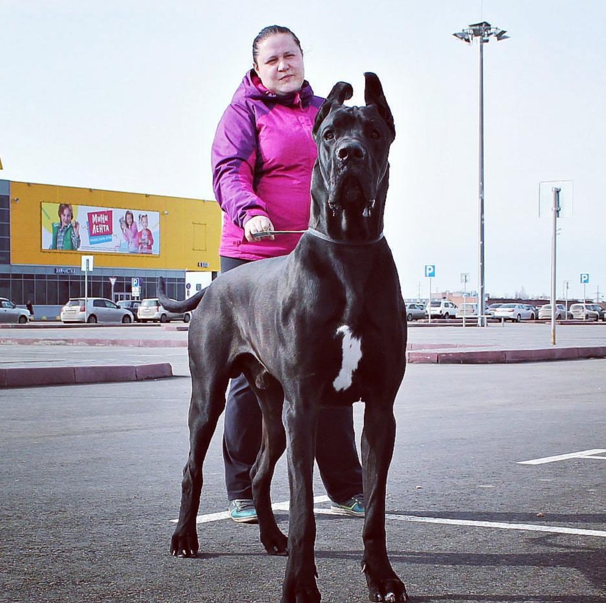 A black standing in the street with a woman behind him holding his leash