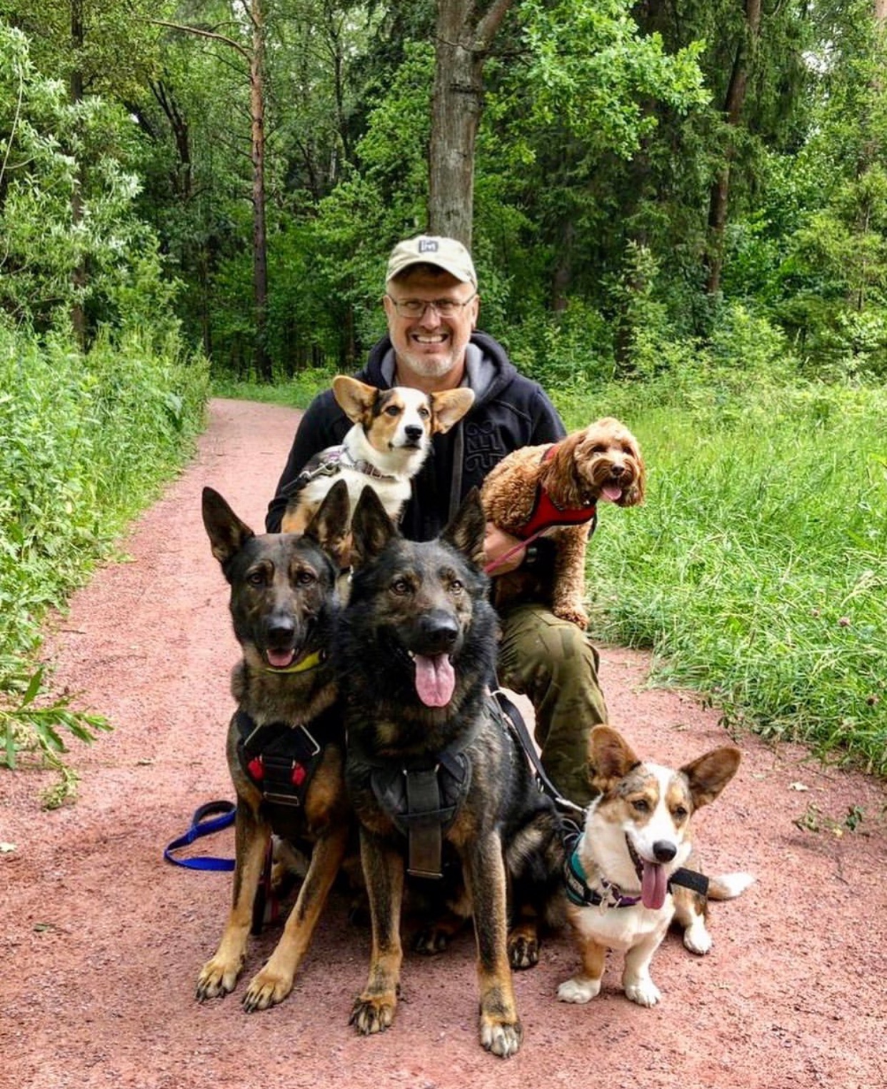 a man sitting behind his two German Shepherds, two Corgis, and pone poodle