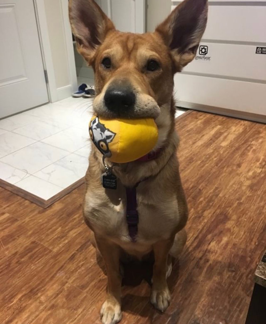 A Ret Pei sitting on the floor with a ball in its mouth