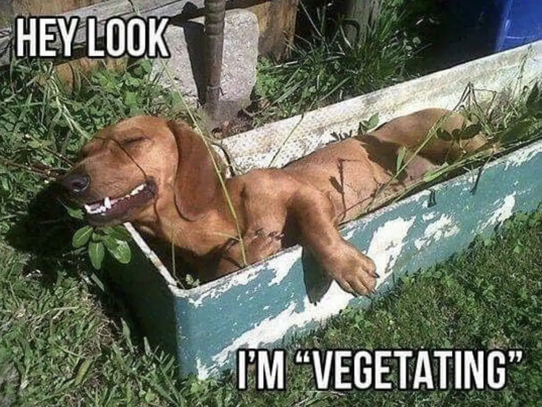 A Dachshund lying in rectangle planter in the garden while smiling photo with text - Hey look I'm vegetating