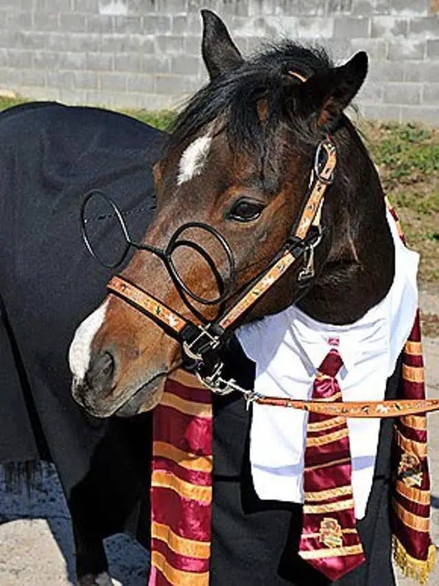 A Horse in harry potter costume