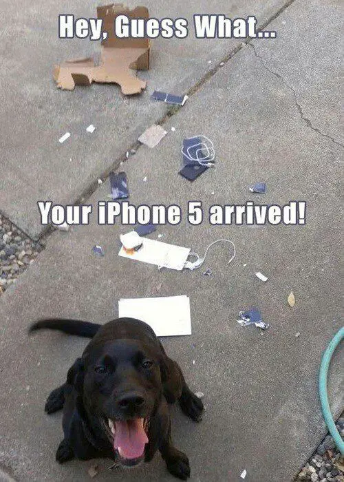 A black Labrador sitting on the pavement while smiling and with text - Hey, guess what... your iphone 5 arrived!