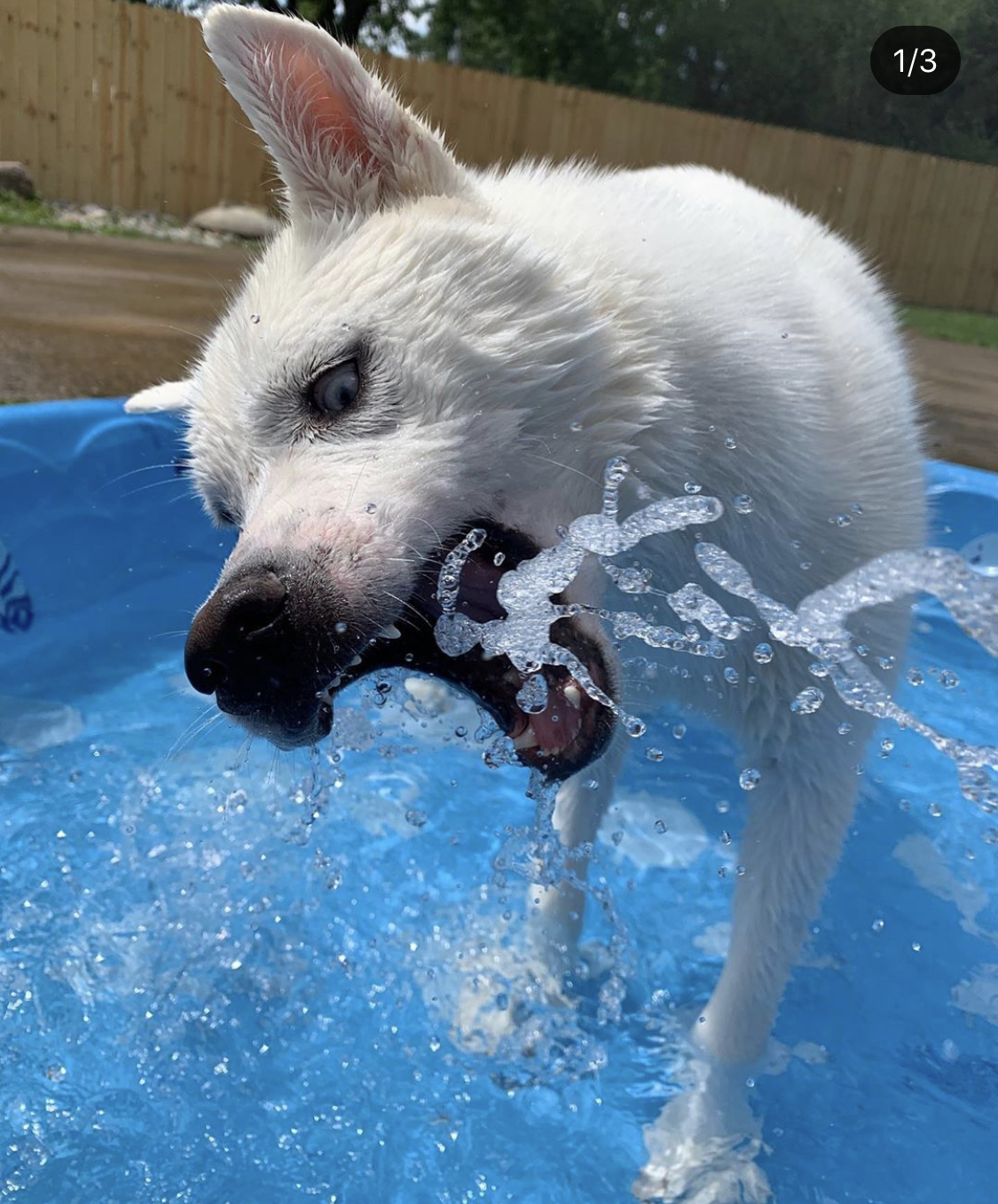 A Husky inside the inflatable pool catching the splash of water