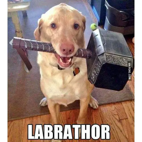 A Labrador wearing a thor hammer while sitting on the floor and with text - Labrathor