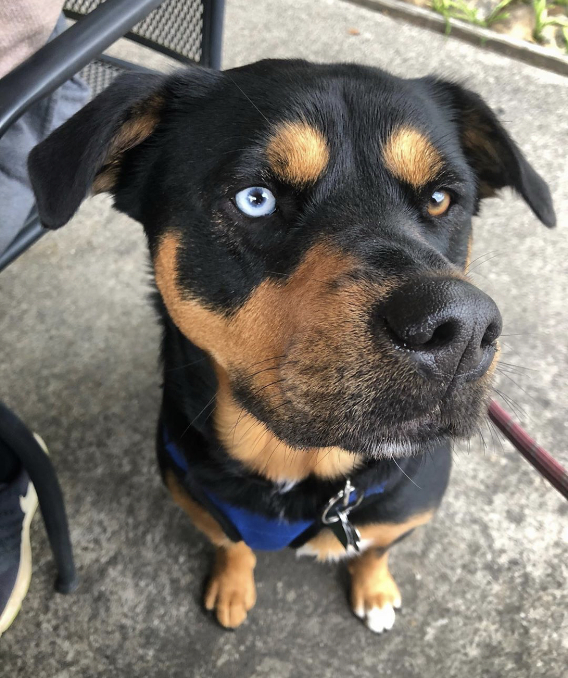 Hustweiler sitting on the concrete while staring with its blue and brown eyes