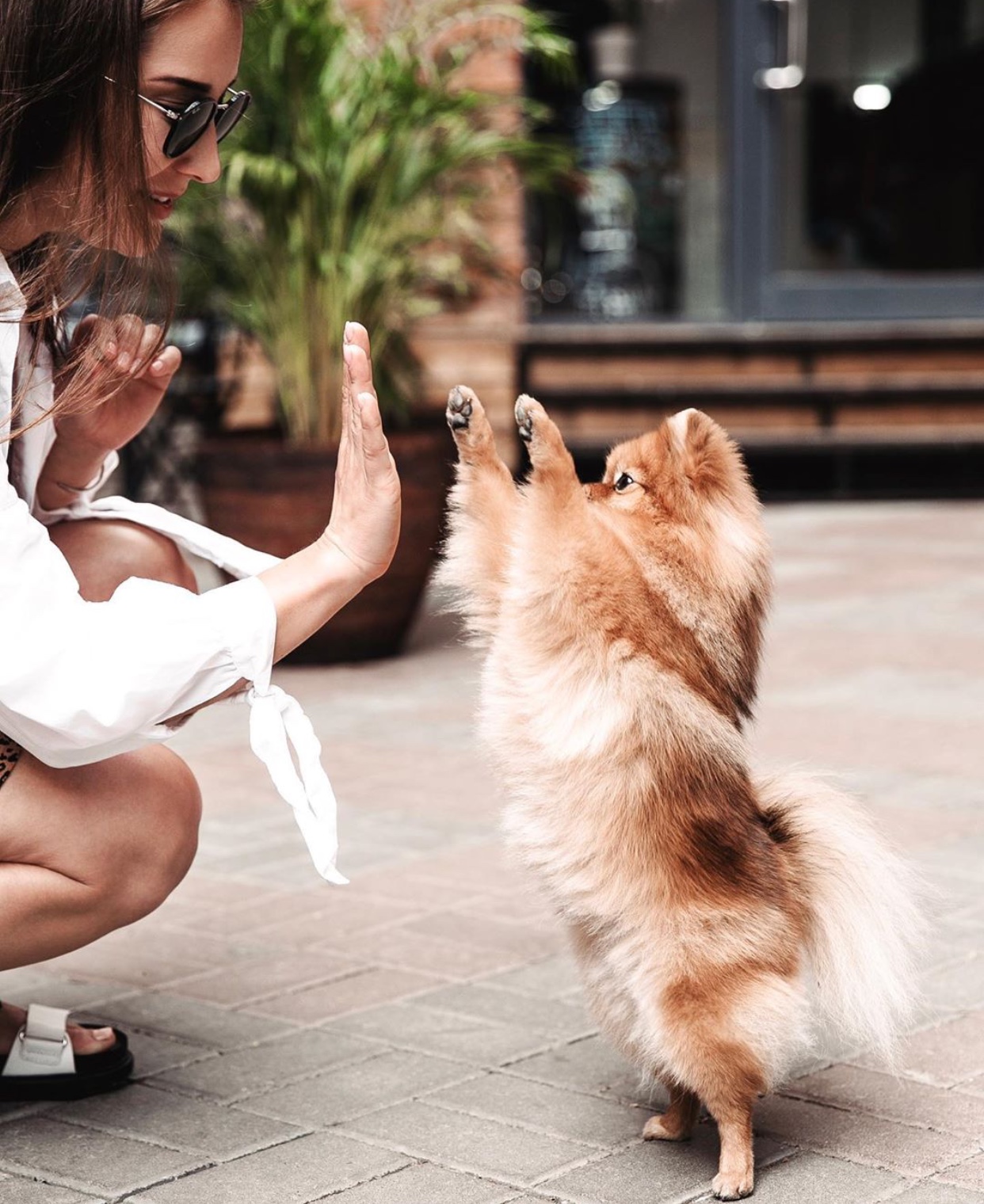 woman high-five-ing a Pomeranian