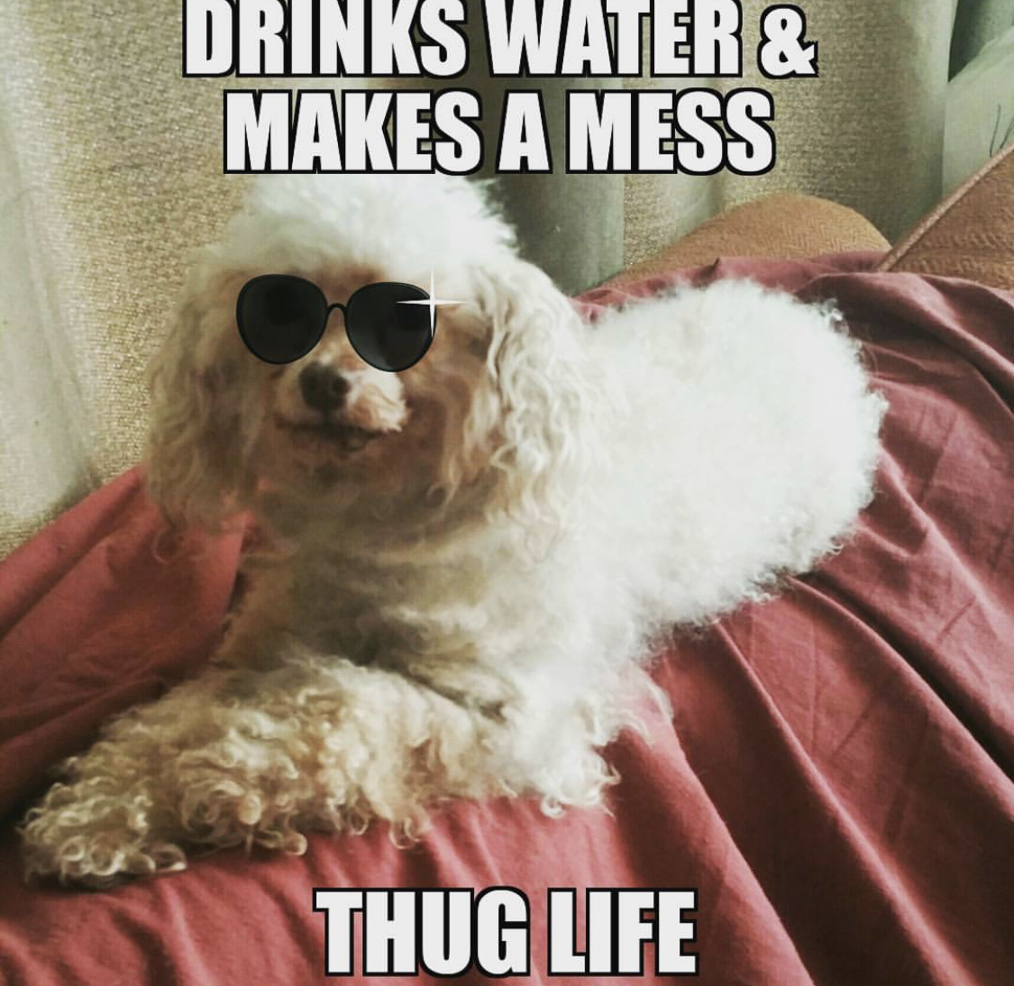 Poodle lying down on the couch wearing sunglasses photo with text- Drinks water and makes a mess. Thug life