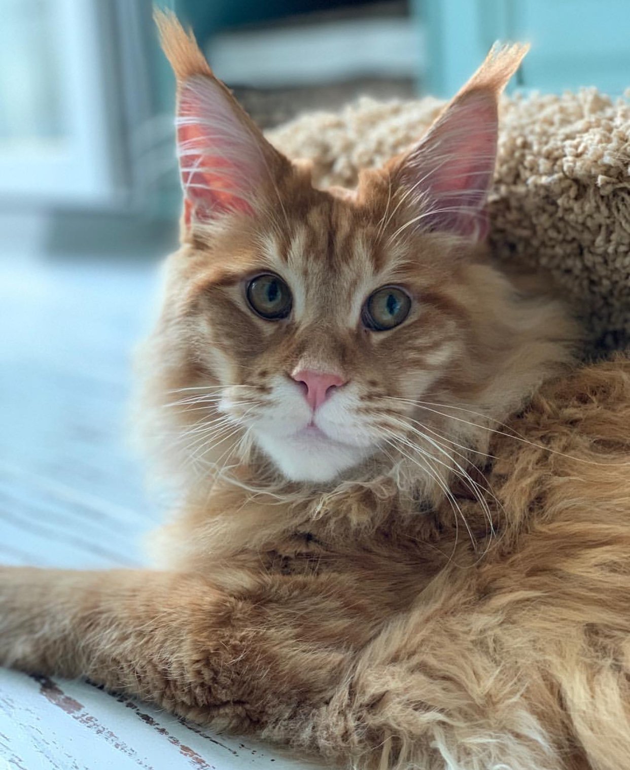 ginger Maine Coon Cat lying on the floor