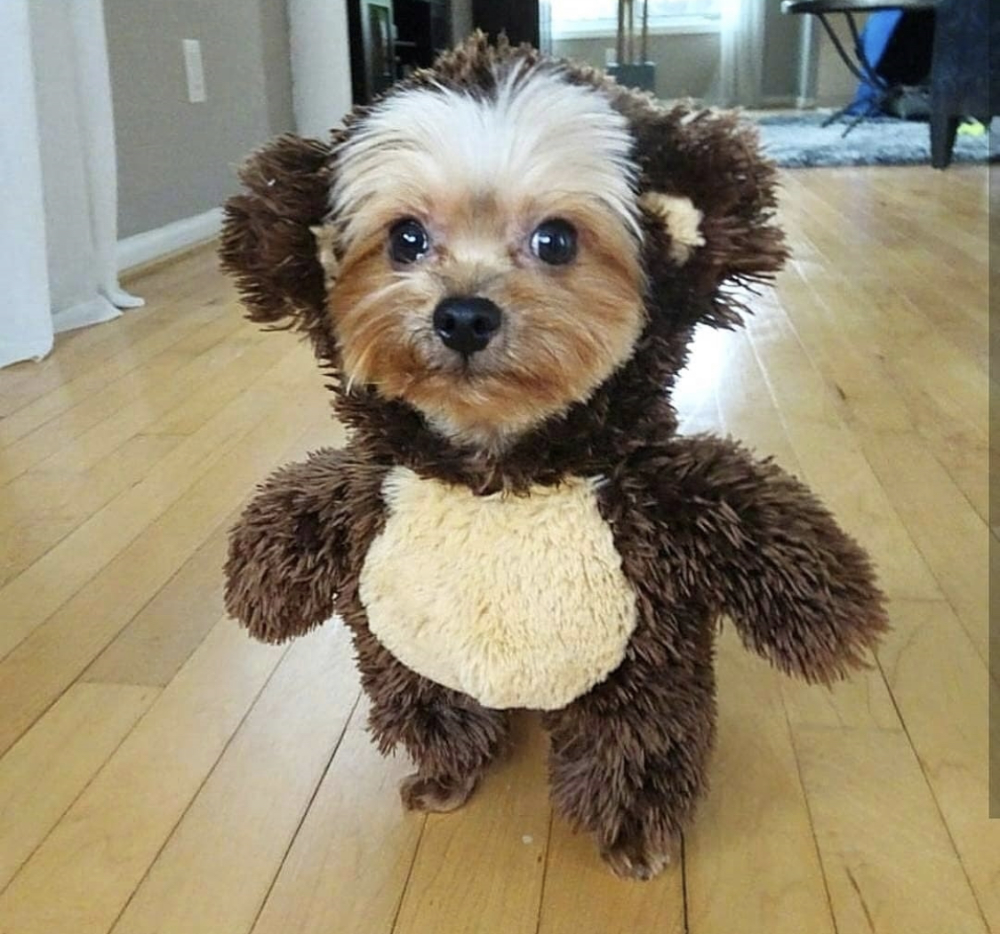 Yorkshire Terrier in teddy bear outfit