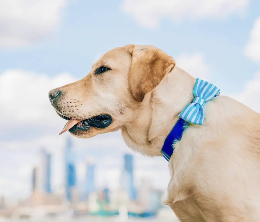 A yellow labrador wearing a blue collar with ribbon