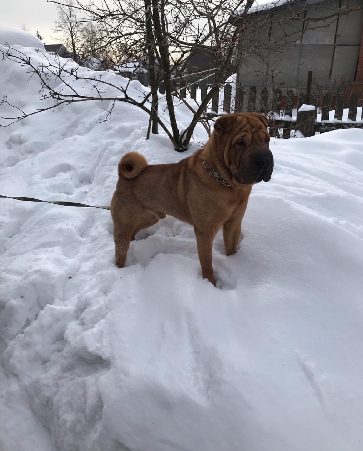 A Shar-Pei standing in snow outdoors