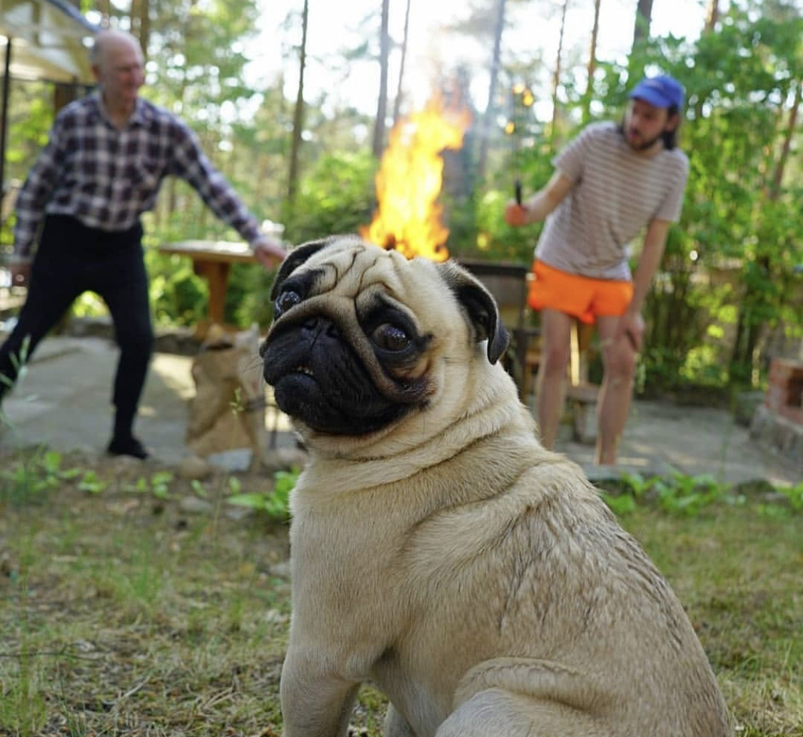 Pug sitting on the grass with fire on top of its head from two persons grilling behind him