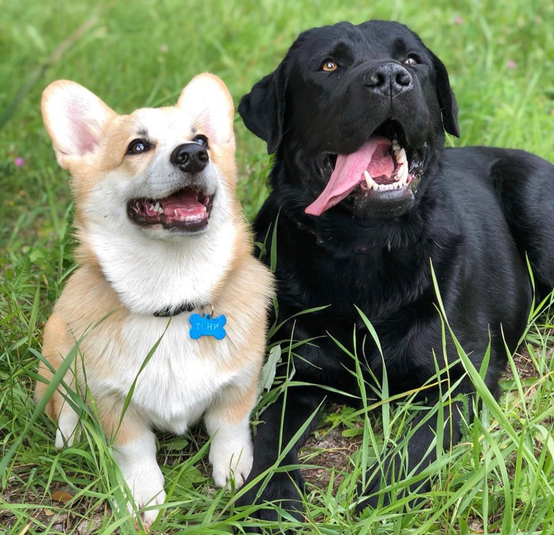 A black Labrador retriever lying on the grass next to a corgi