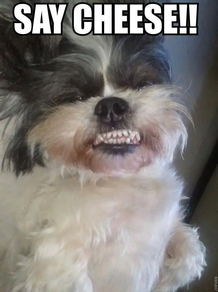 Shih Tzu lying on its back on the floor while smiling showing its full teeth photo with a text 