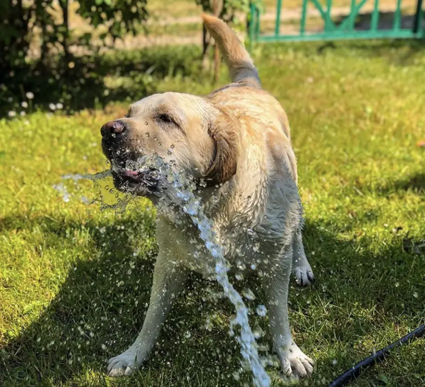 A Labrador retriever catching the eater from the hose in the yard