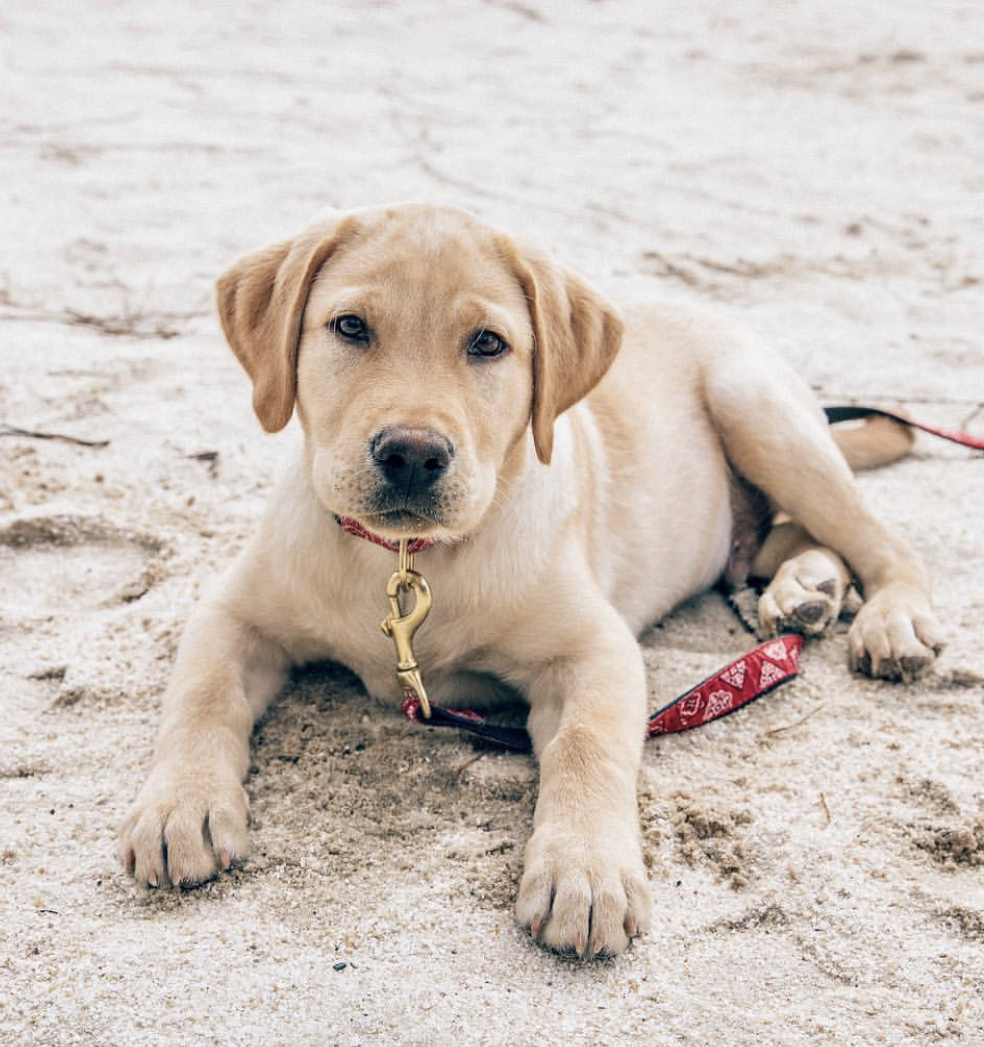 A yellow Labrador puppy lying in the sand by the beach