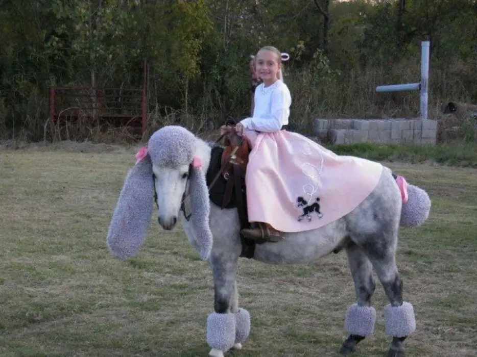 A Horse in poodle loock while a girl is sitting on its back