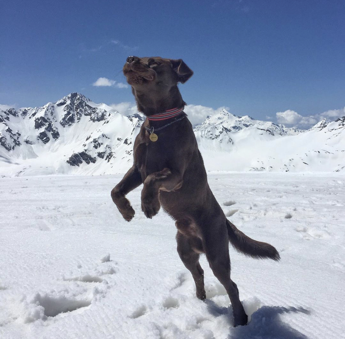 A Labrador retriever jumping in snow