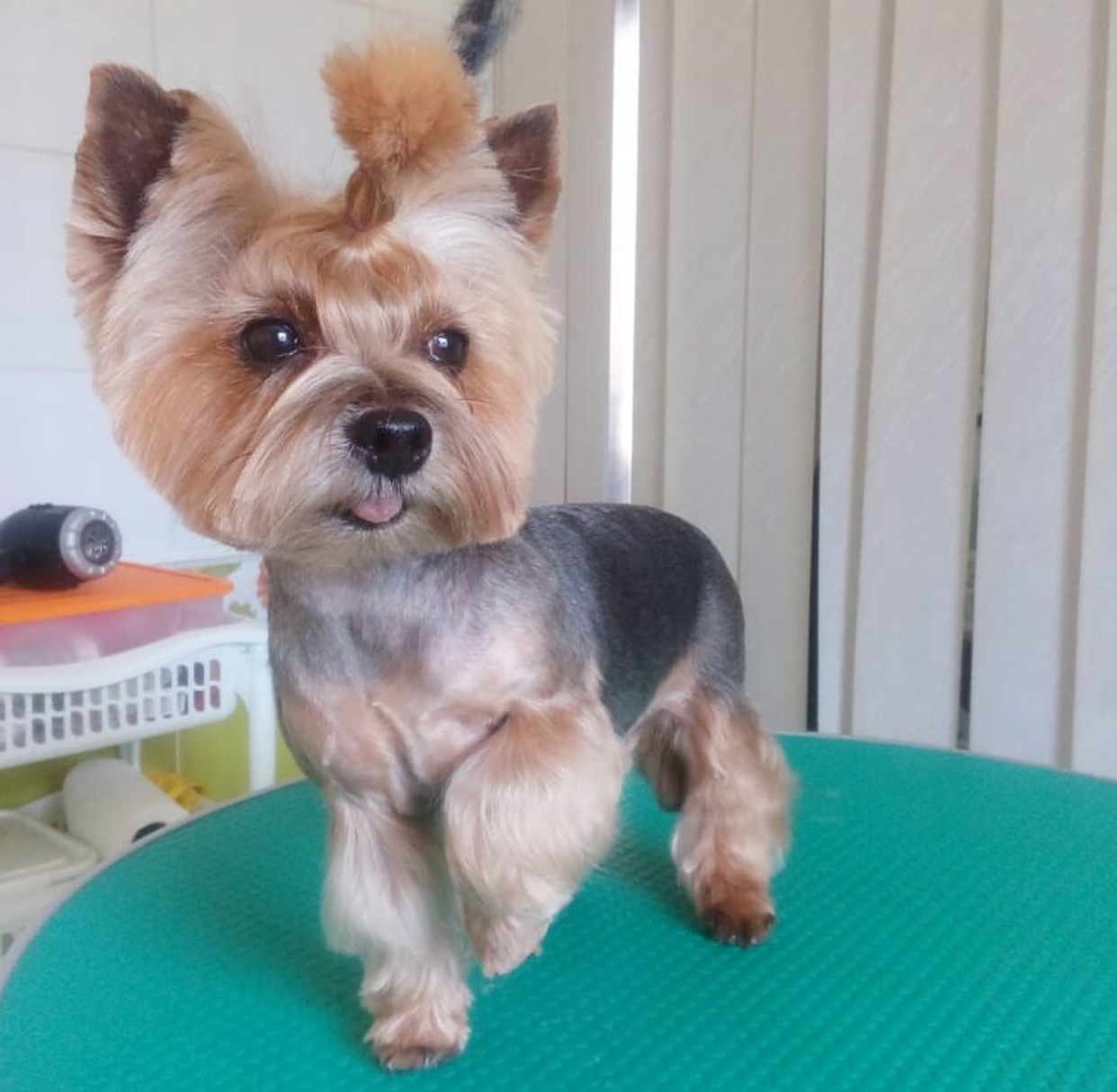 A Yorkshire Terrier in summer haircut while standing on top of the grooming table