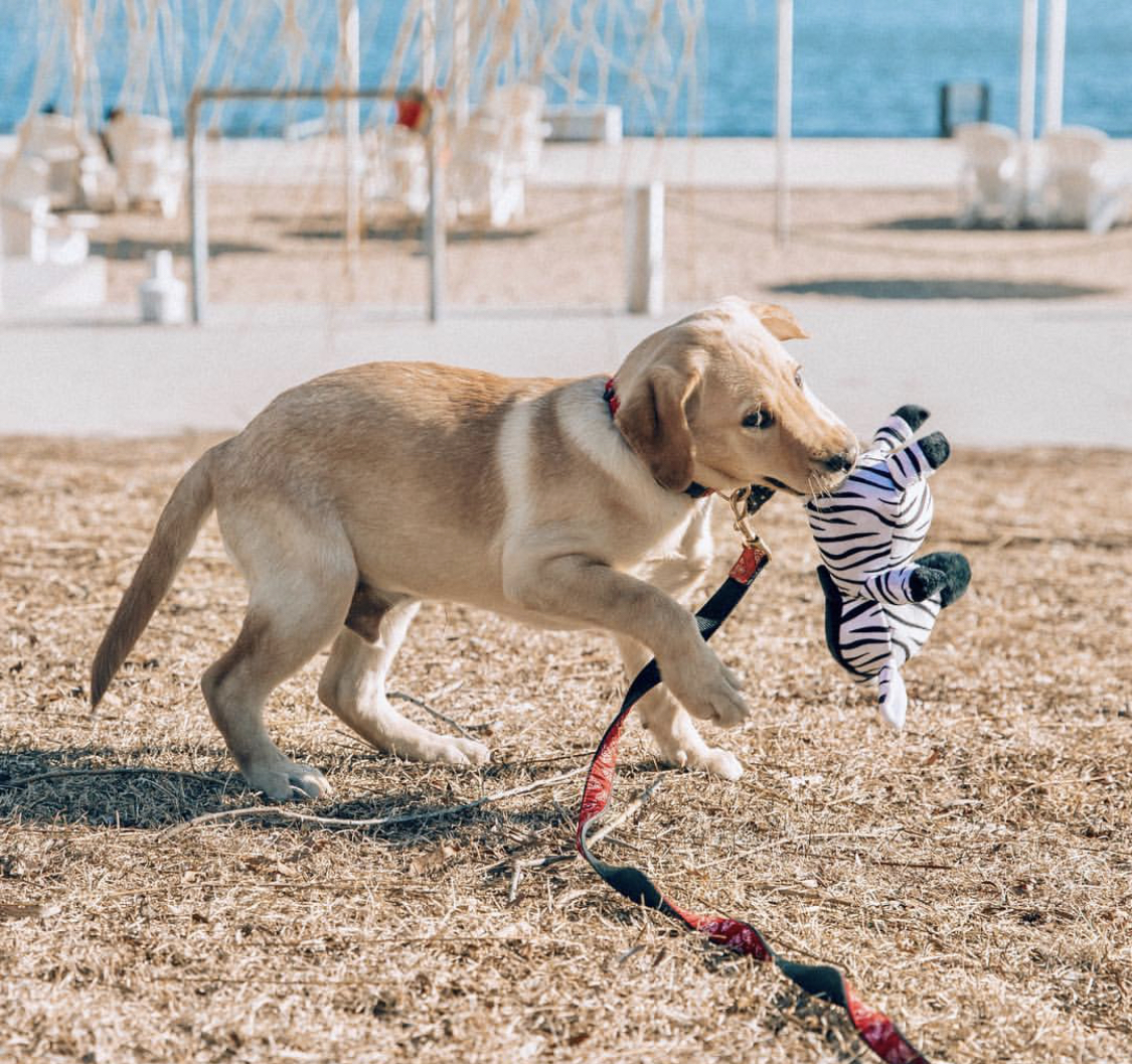 A yellow labrador puppy playing at the park with its zebra stuffed toy