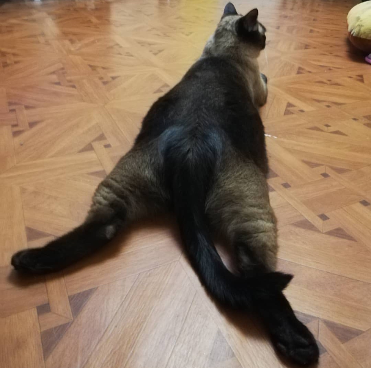 Siamese Cat lying on the floor